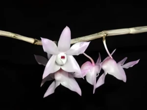 Bild von Dendrobium aduncum 3