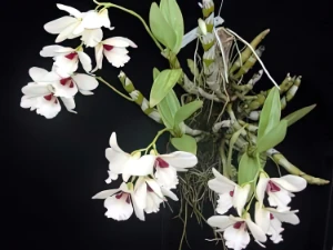 Bild von Dendrobium albosanguineum