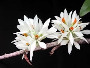 Image of Dendrobium bracteosum var alba 1