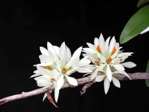 Image of Dendrobium bracteosum var alba