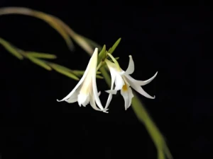 Bild von Dendrobium exile