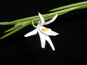 Bild von Dendrobium exile 1