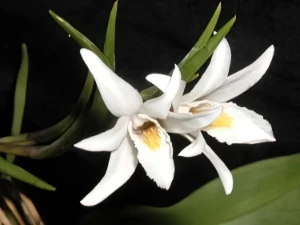 Bild von Dendrobium exile 2