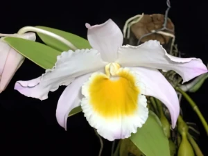 Image de Dendrobium findlayanum 3