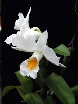 Image de Dendrobium formosum 3