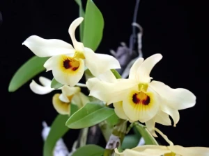 Image de Dendrobium friederiksianum 2