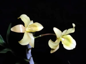 Image de Dendrobium friederiksianum 3