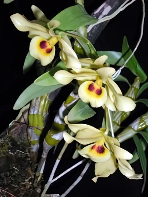 Image de Dendrobium friederiksianum