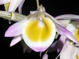 Image de Dendrobium gratiotissimum 2