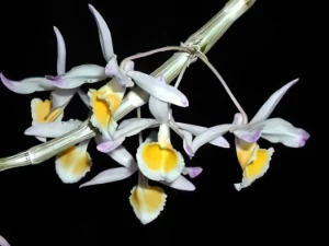 Image de Dendrobium gratiotissimum