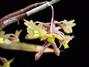 Image de Dendrobium guererroi