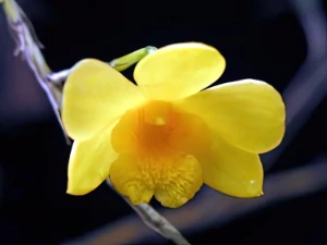 Image de Dendrobium hancockii 3