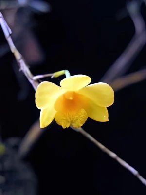 Image de Dendrobium hancockii