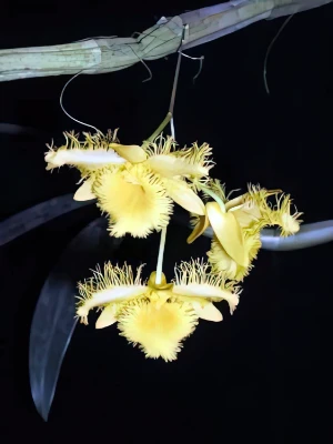 Image de Dendrobium harweyanum 1