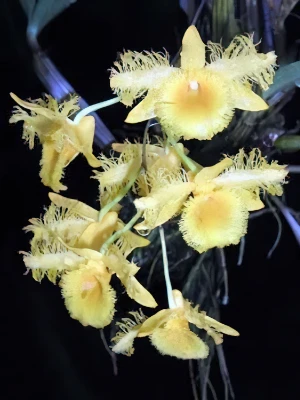 Image de Dendrobium harweyanum 2