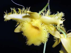 Image de Dendrobium harweyanum 3