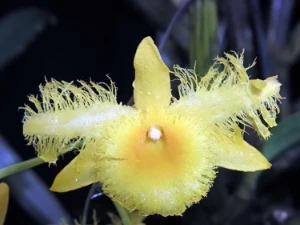 Image de Dendrobium harweyanum 4