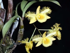 Image de Dendrobium harweyanum