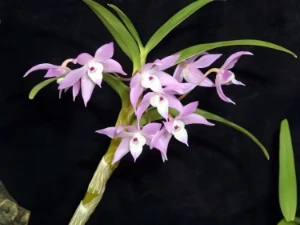 Image of Dendrobium hercoglossum 2