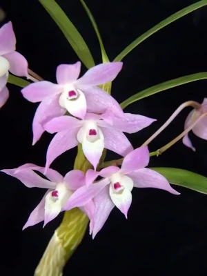 Image de Dendrobium hercoglossum