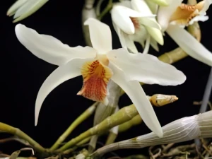 Image de Dendrobium heterocarpum 3