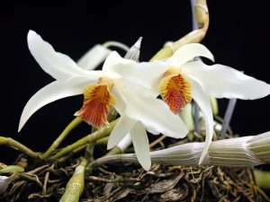 Image de Dendrobium heterocarpum