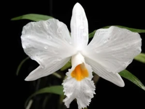 Image de Dendrobium infundibulum