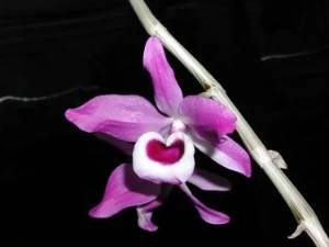 Bild von Dendrobium lituiflorum 3