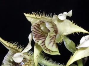 Image of Dendrobium macrophyllum 1