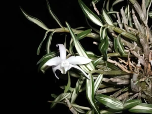 Bild von Dendrobium moniliforme