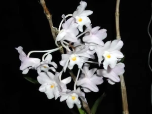 Bild von Dendrobium mutabile