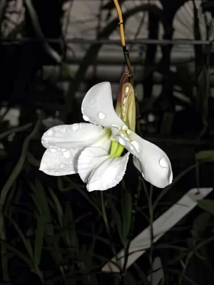 Image of Dendrobium papilio