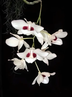 Bild von Dendrobium pulchellum