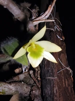 Image of Dendrobium senile detail