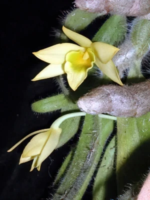 Image of Dendrobium senile