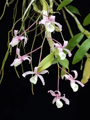 Bild von Dendrobium tortile