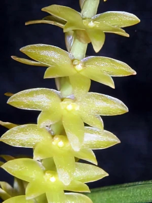 Bild von Dendrochilum ianiariense 2