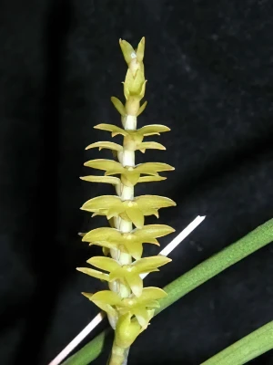 Bild von Dendrochilum ianiariense