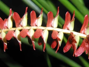 Bild von Dendrochilum weriselii