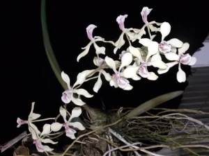 Image of Encyclia aromatica