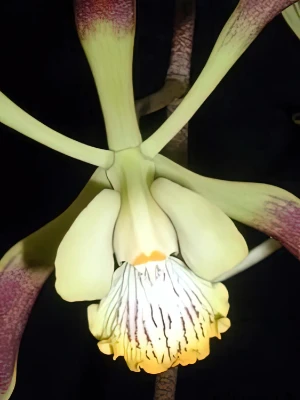 Bild von Encyclia alata 4