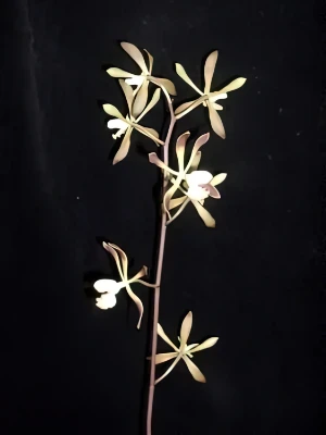 Bild von Encyclia alata