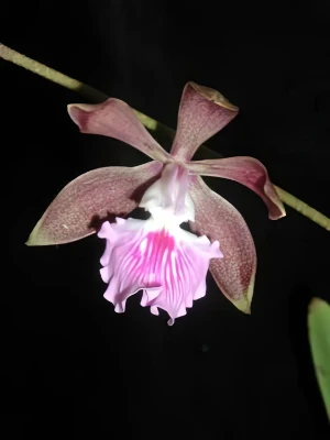 Bild von Encyclia phoenicea 2