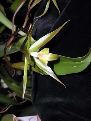 Image of Epidendrum lacustre