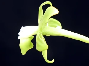 Bild von Epidendrum sp venezuela