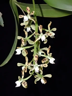 Bild von Epidendrum vespa