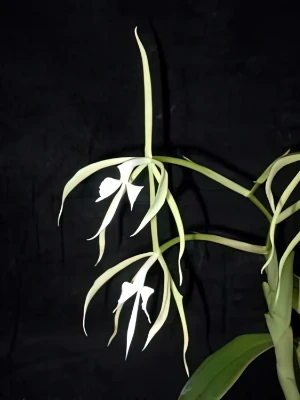 Bild von Epidendrum oerstedii