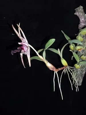 Bild von Epigeneum amplum