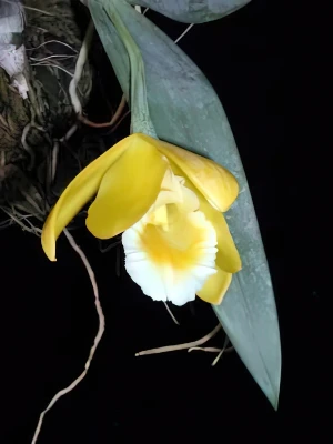Bild von Euchile citrina