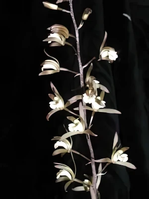 Bild von Eulophia macrobulbon